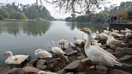 A gaggle of geese at Sanjay Lake on January 9 when four district parks — in Hauz Khas, Hastsal, Dwarka sector 9 and Sanjay Lake — were closed for public. The district park in Jasola has not been shut for public as of now.(Ajay Aggarwal / HT Photo)