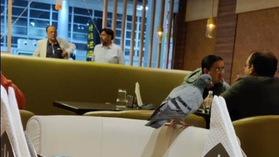 A pigeon lingers in the restaurant area of the Chandigarh International Airport. (HT PHOTO) A pigeon lingers in the restaurant area of the Chandigarh International Airport. (HT PHOTO)