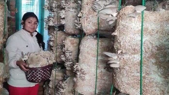 A mushroom grower in her mushroom farm in Uttarakhand.(HT Photo) A mushroom grower in her mushroom farm in Uttarakhand.(HT Photo)