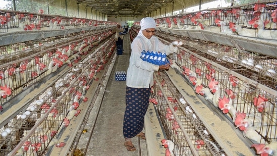 A woman collects eggs at a poultry farm, in Karad on January 9. On January 8, Poultry Federation of India president Ramesh Khatri had said, “There has not been an outbreak of bird flu in broiler chicken anywhere in the country. Still, their prices have fallen at farm level by up to 50% due to sentiments.” The price of eggs had also seen a drop, PTI reported.(PTI)