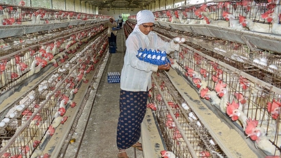 A woman collects eggs at a poultry farm. (PTI) A woman collects eggs at a poultry farm. (PTI)