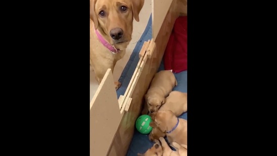 The image shows a brown-furred doggo and her children. (Reddit/@Thund3rbolt) The image shows a brown-furred doggo and her children. (Reddit/@Thund3rbolt)