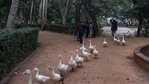 Ducks at New Delhi’s Sanjay Lake. (File photo) Ducks at New Delhi’s Sanjay Lake. (File photo)