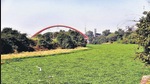 Hyacinth is widespread across the Pavana river at Ravet. This has increased the problem of mosquitoes in the area. (HT PHOTO) Hyacinth is widespread across the Pavana river at Ravet. This has increased the problem of mosquitoes in the area. (HT PHOTO)