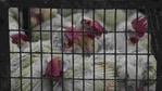 The Delhi government has decided to close the Ghazipur poultry market for 10 days owing to concerns over the spread of bird flu. (Sanjeev Verma/HT Photo) The Delhi government has decided to close the Ghazipur poultry market for 10 days owing to concerns over the spread of bird flu. (Sanjeev Verma/HT Photo)