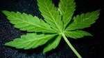 Marijuana use increases throughout the calendar year, with use up 13 per cent on average at the end of each year (2015-2019) compared to the beginning, according to a new study.(ANI) Marijuana use increases throughout the calendar year, with use up 13 per cent on average at the end of each year (2015-2019) compared to the beginning, according to a new study.(ANI)