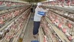 The Centre has also directed states to maintain adequate stock of PPE kits and accessories required for culling operations.(PTI) The Centre has also directed states to maintain adequate stock of PPE kits and accessories required for culling operations.(PTI)