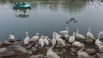 Carcasses of 17 ducks were found on Sunday, triggering a scare and prompting authorities to declare it an “alert zone”. Officials said the culling of live birds at Sanjay Lake Park began at 8am on Monday. They said large-scale culling might not be required in Delhi immediately.(PTI) Carcasses of 17 ducks were found on Sunday, triggering a scare and prompting authorities to declare it an “alert zone”. Officials said the culling of live birds at Sanjay Lake Park began at 8am on Monday. They said large-scale culling might not be required in Delhi immediately.(PTI)