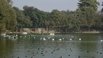 Birds at Hauz Khas lake, New Delhi. (Biplov Bhuyan/HT PHOTO) Birds at Hauz Khas lake, New Delhi. (Biplov Bhuyan/HT PHOTO)