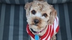 Humans can take care of themselves during the winter, but their furry friends need help. Many pet owners ensure that their companions have clothes that are trendy and keep them warm during the winter season.(ANI) Humans can take care of themselves during the winter, but their furry friends need help. Many pet owners ensure that their companions have clothes that are trendy and keep them warm during the winter season.(ANI)