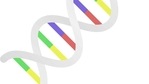 Recent work by researchers at Brigham and Women's Hospital pinpoints critical changes in an enzyme known as DICER, which create a cascade of effects on this microRNAome.(Yahoo) Recent work by researchers at Brigham and Women's Hospital pinpoints critical changes in an enzyme known as DICER, which create a cascade of effects on this microRNAome.(Yahoo)