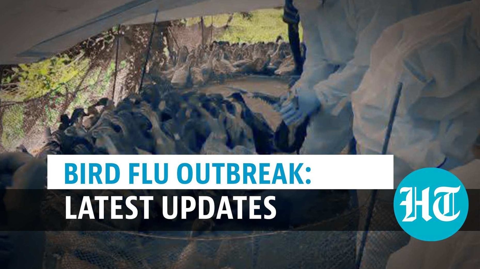 Delhi, Maharashtra confirm bird flu cases; 9 states hit so ...