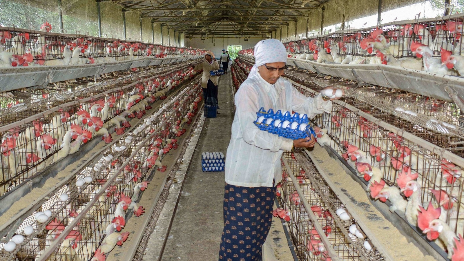 Bird flu scare causes loss in poultry businesses across India