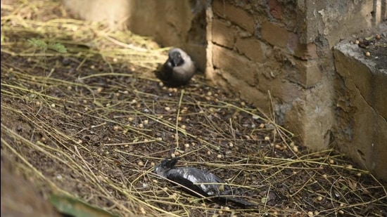 Carcasses of 13 crows and one pigeon were found in the same area near Chandigarh-Panchkula border. ((HT photo for representation only)) Carcasses of 13 crows and one pigeon were found in the same area near Chandigarh-Panchkula border. ((HT photo for representation only))