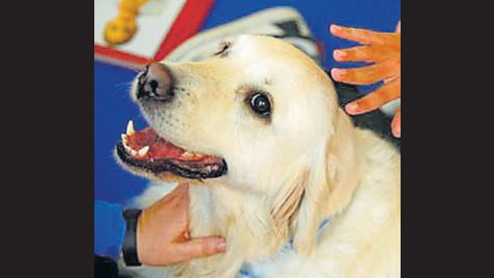 Residents have time till March end to register their pets. (Representative image) Residents have time till March end to register their pets. (Representative image)