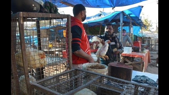 Poultry farmers say it was way back in 2013 when one bird costed them <span class='webrupee'>₹</span>90, but now raising a single bird entailed an expense of up to <span class='webrupee'>₹</span>500. (Sant Arora/HT)