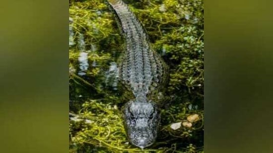 New research by the University of Bristol explained how a 'stop-start' pattern of evolution, governed by environmental change, could explain why crocodiles have changed so little since the age of the dinosaurs.(ANI) New research by the University of Bristol explained how a 'stop-start' pattern of evolution, governed by environmental change, could explain why crocodiles have changed so little since the age of the dinosaurs.(ANI)