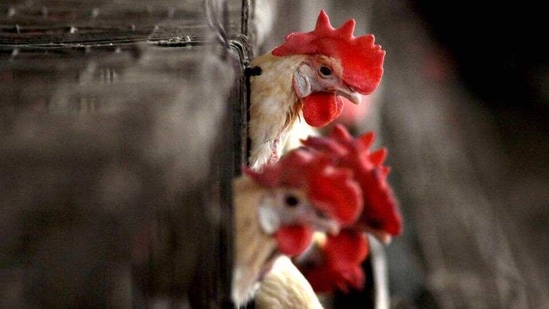 The district administration has now decided to cull nearly 8,000 birds in Murumba village where these hens died. (HT_PRINT) The district administration has now decided to cull nearly 8,000 birds in Murumba village where these hens died. (HT_PRINT)