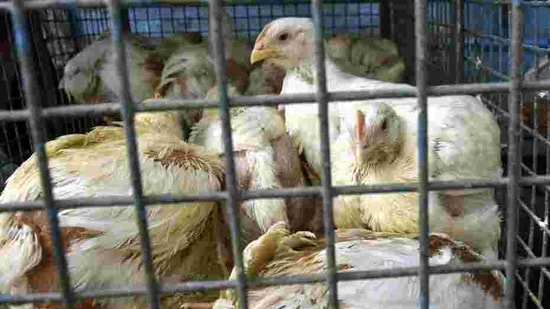 Delhi has a daily demand of about 350,000 poultry birds, of which around 250,000 are supplied from Ghazipur market, said a government official. The remaining comes from unauthorised poultry markets scattered across the city. (Representative Image) (Santosh Kumar/HT Photo)