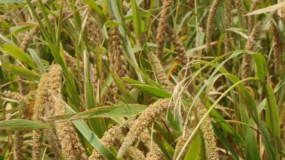 Millets are mostly cultivated in low-fertile lands, mountainous terrain, tribal and rain-fed areas in states such as Andhra Pradesh, Chhattisgarh, Gujarat, Haryana, Madhya Pradesh, Maharashtra, Karnataka, Uttar Pradesh, Tamil Nadu and Telangana. (File Photo)
