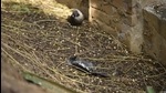 Experts say preventing bird flu is not possible as little research has been done on the virus-carrying capability of migratory birds in CAF (Parveen Kumar/Hindustan Times) Experts say preventing bird flu is not possible as little research has been done on the virus-carrying capability of migratory birds in CAF (Parveen Kumar/Hindustan Times)