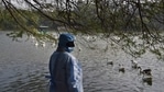 A DDA worker while rounding up birds at Sanjay Lake in Mayur Vihar, New Delhi on January 11. Delhi on January 11 became one of the 10 states in the country with confirmed cases of avian influenza, or bird flu. A DDA worker while rounding up birds at Sanjay Lake in Mayur Vihar, New Delhi on January 11. Delhi on January 11 became one of the 10 states in the country with confirmed cases of avian influenza, or bird flu.