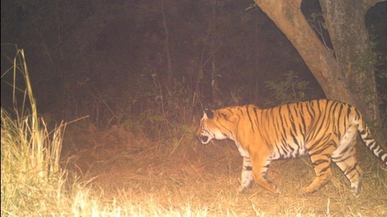 Camera trap image of tiger that was translocated to Rajaji Tiger Reserve on Saturday. (Uttarakhand forest department) Camera trap image of tiger that was translocated to Rajaji Tiger Reserve on Saturday. (Uttarakhand forest department)