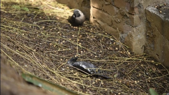 Experts say preventing bird flu is not possible as little research has been done on the virus-carrying capability of migratory birds in CAF (Parveen Kumar/Hindustan Times) Experts say preventing bird flu is not possible as little research has been done on the virus-carrying capability of migratory birds in CAF (Parveen Kumar/Hindustan Times)