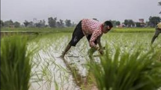 Jammu: Workers plany paddy saplings in a field at Suchetgarh of Ranbir Singh Pura sector near the India-Pakistan international border, about 25 km from Jammu on Wednesday, July 04, 2018. The government today hiked the minimum support price for paddy by a steep <span class='webrupee'>₹</span>200 per quintal as it looked to fulfil its poll promise to give farmers 50 per cent more rate than their cost of production. (PTI Photo) (PTI7_4_2018_000124B) (PTI) Jammu: Workers plany paddy saplings in a field at Suchetgarh of Ranbir Singh Pura sector near the India-Pakistan international border, about 25 km from Jammu on Wednesday, July 04, 2018. The government today hiked the minimum support price for paddy by a steep <span class='webrupee'>₹</span>200 per quintal as it looked to fulfil its poll promise to give farmers 50 per cent more rate than their cost of production. (PTI Photo) (PTI7_4_2018_000124B) (PTI)