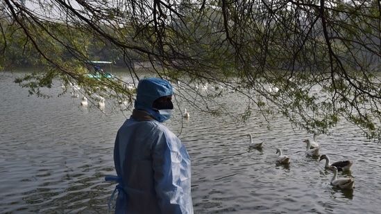 A DDA worker while rounding up birds at Sanjay Lake in Mayur Vihar, New Delhi on January 11. Delhi on January 11 became one of the 10 states in the country with confirmed cases of avian influenza, or bird flu.(Ajay Aggarwal / HT Photo)