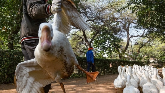 A horticulture department staff carries a goose to test for avian influenza at Sanjay Lake in New Delhi on January 11. At least 10 samples from three locations of the over 120 samples sent to Bhopal’s National Institute of High Security Animal Diseases (NIHSAD) of the Indian Council of Agricultural Research have returned positive, HT reported citing government data.(Amal KS / HT Photo)