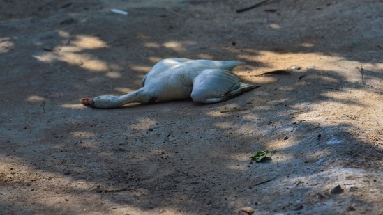 The carcass of a goose lies near Sanjay Lake in New Delhi on January 11. Seventeen ducks were found dead on January 10, triggering a scare and prompting authorities to declare Sanjay Lake an “alert zone”.(Ravi Choudhary / PTI)