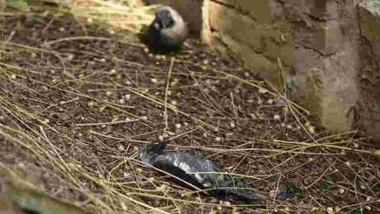 Carcasses of 13 crows and one pigeon were found in the same area near Chandigarh-Panchkula border. ((HT photo for representation only))