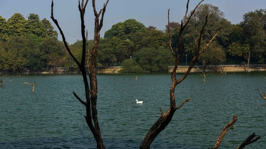 A goose swimming in a lake at Hauz Khas in New Delhi on January 11. Apart from the Sanjay Lake Park and the one in Dwarka Sector 9, the Delhi Development Authority (DDA), which maintains most of the big parks in the city, has shut down at least two parks — in Hauz Khaz and Hastsal.(Biplov Bhuyan / HT Photo)
