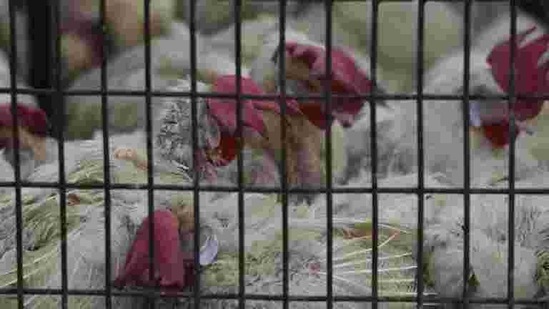 The Uttarakhand Animal Husbandry department said it is continuously collecting random samples from poultry farms to monitor bird flu.(Representational image/HT PHOTO) The Uttarakhand Animal Husbandry department said it is continuously collecting random samples from poultry farms to monitor bird flu.(Representational image/HT PHOTO)
