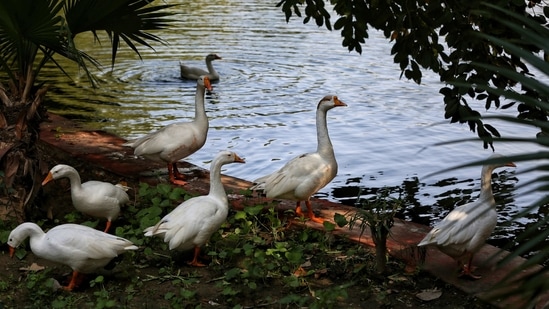 Geese seen next to a lake at Prasad Nagar in New Delhi on January 10. As of January 11, nine other Indian states have reported the outbreak: Kerala, Rajasthan, Madhya Pradesh, Himachal Pradesh, Haryana, Gujarat, Uttar Pradesh, Uttarakhand, and Maharashtra. No case among the human population has been reported until now.(Sanchit Khanna / HT Photo)