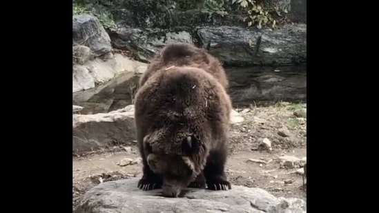 The image shows a grizzly bear eating honey.(Instagram/@bronxzoo) The image shows a grizzly bear eating honey.(Instagram/@bronxzoo)