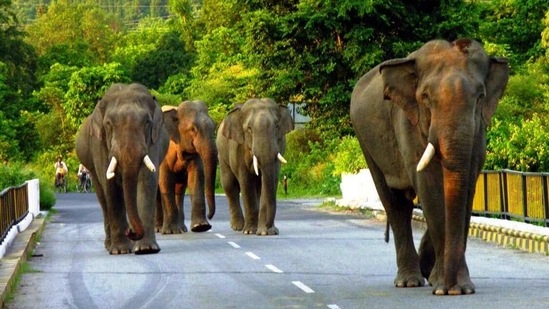 The Shivalik Elephant Reserve is spread over 5405 sq km in eights districts of the state. (HT PHOTO) The Shivalik Elephant Reserve is spread over 5405 sq km in eights districts of the state. (HT PHOTO)