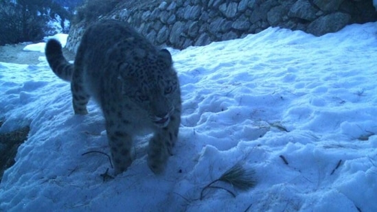 Uttarakhand organises winter snow leopard excursions, promotes conservation