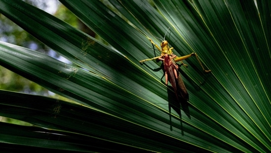 The world’s vital insect kingdom is undergoing “death by a thousand cuts,” the world’s top bug experts said.(Unsplash)