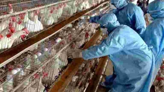 Will ensure unorganised poultry players get insurance: Maharashtra ...