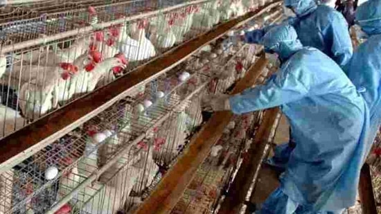 The 11 rapid response teams in coordination with the district administrations also conducted inspections at various poultry markets, including INA and Kondli. (Representational image.)(AP Photo/Ajit Solanki)