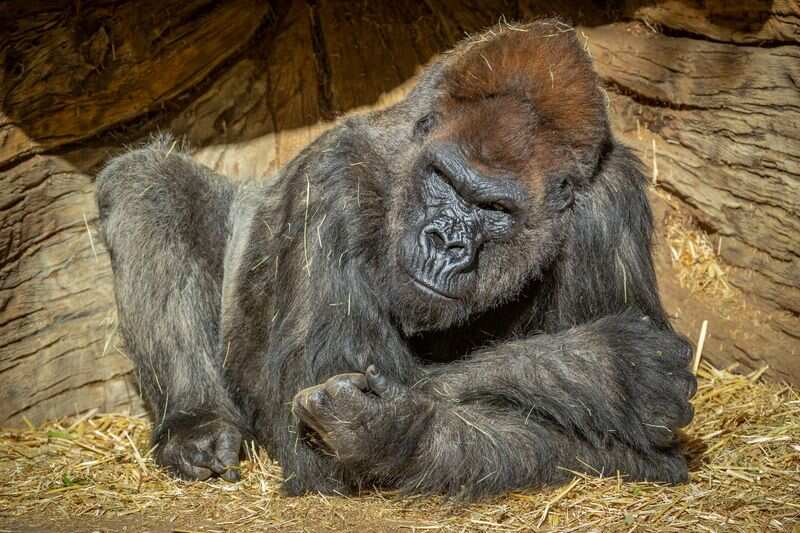 8 Gorillas At San Diego Zoo Safari Park Diagnosed With Covid 19 Trending Hindustan Times