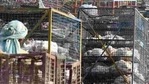 Apart from the NDMC order, the Delhi government too issued an advisory and urged people to not panic and consume poultry-based products cooked at high temperatures.(PTI) Apart from the NDMC order, the Delhi government too issued an advisory and urged people to not panic and consume poultry-based products cooked at high temperatures.(PTI)