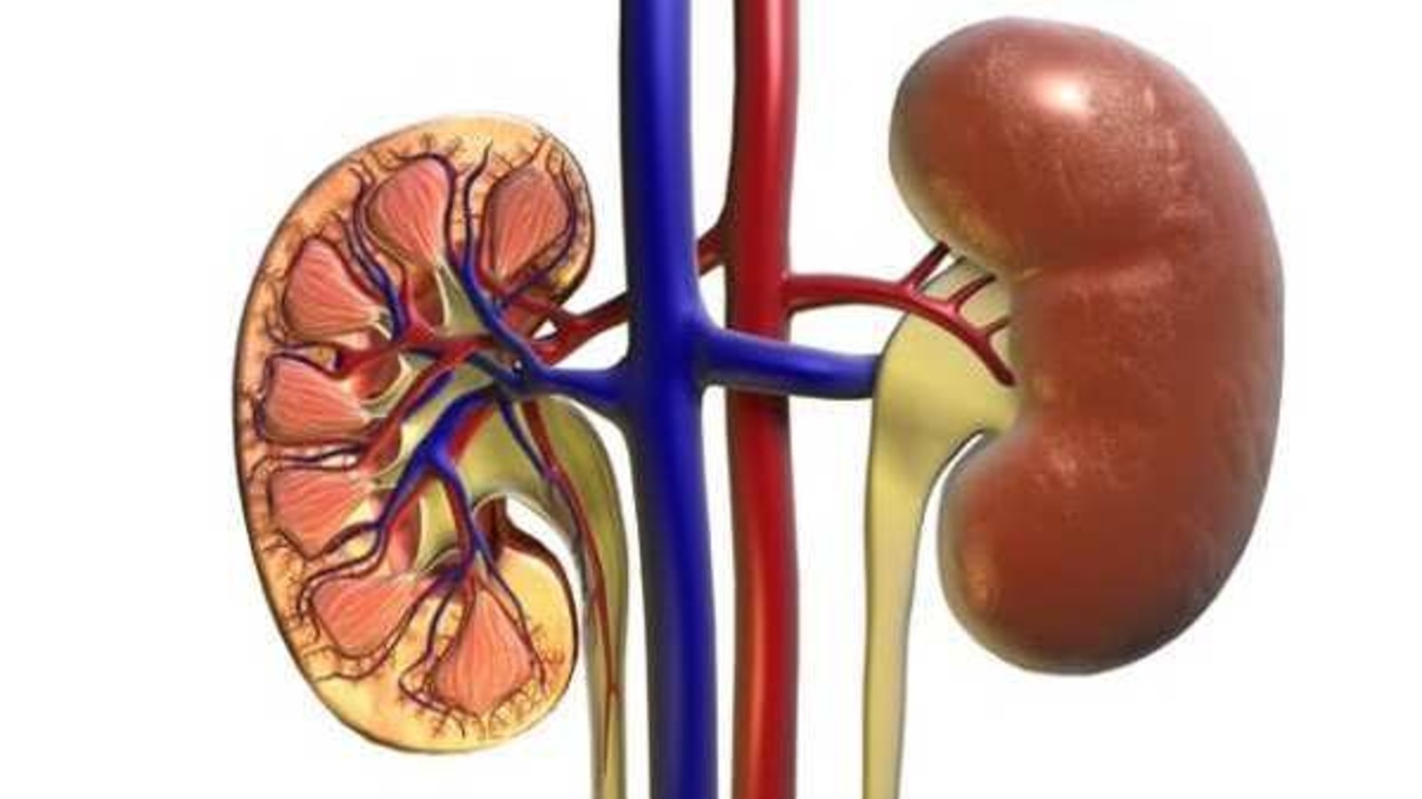 first-degree-relative-with-kidney-disease-increases-risk-by-three-fold