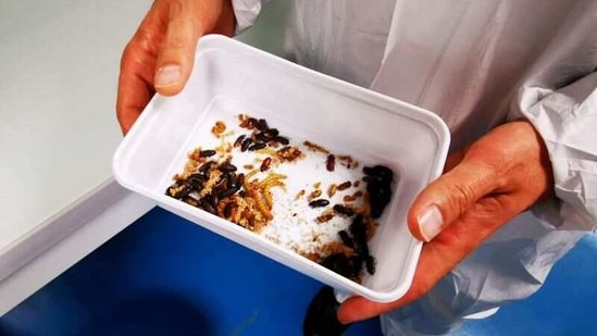 Ynsect's Chairman and CEO Antoine Hubert shows a container of adult mealworm beetles.(REUTERS)