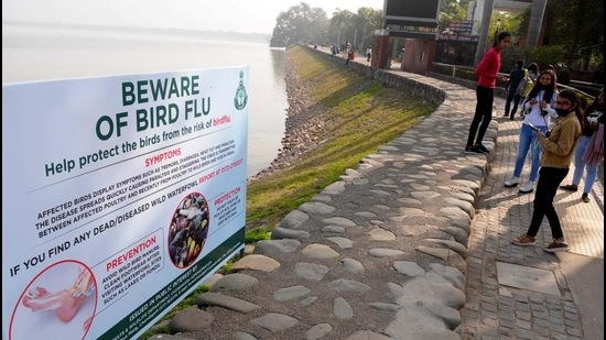 Amid bird flu scare, 34 dead crows found in 3 days in Chandigarh