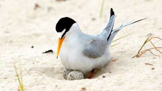 FILE - In this photo, a least tern checks her two eggs on the beach in Gulfport.(AP)