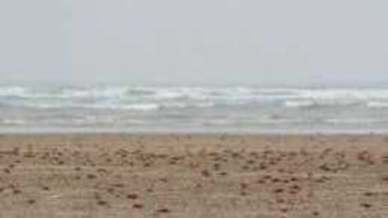 Odisha Chief Minister Naveen Patnaik on Tuesday directed officials to develop the Chandrabhaga and Talsari beach with world class amenities to attract more domestic and foreign tourists.(Yahoo) Odisha Chief Minister Naveen Patnaik on Tuesday directed officials to develop the Chandrabhaga and Talsari beach with world class amenities to attract more domestic and foreign tourists.(Yahoo)
