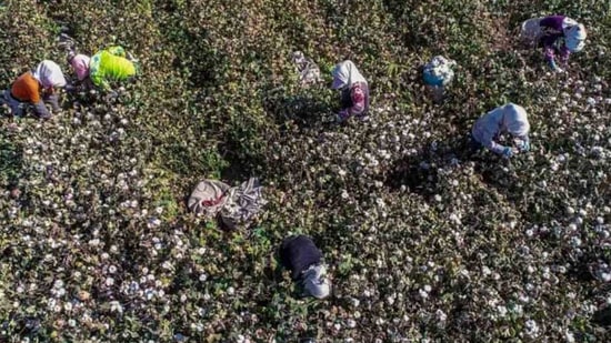 This photo taken on 14 October, 2018 shows farmers picking cotton in a field in Hami in China’s northwestern Xinjiang region.(Bloomberg/ File photo) This photo taken on 14 October, 2018 shows farmers picking cotton in a field in Hami in China’s northwestern Xinjiang region.(Bloomberg/ File photo)